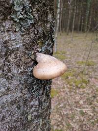 Fomitopsis betulina image