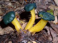 Leotia viscosa image