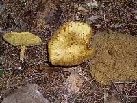 Suillus americanus image