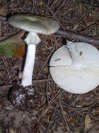 Amanita phalloides image