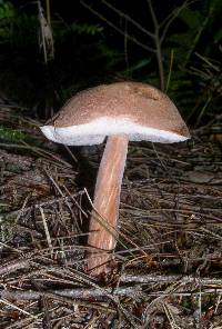 Austroboletus gracilis image