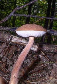 Austroboletus gracilis image