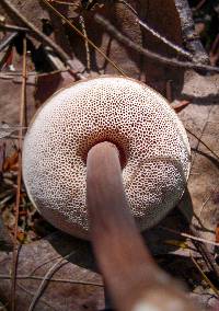 Austroboletus gracilis image