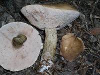 Tylopilus felleus image