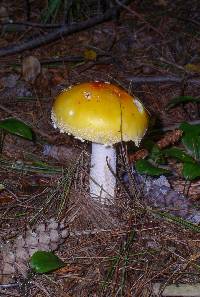 Amanita muscaria var. guessowii image