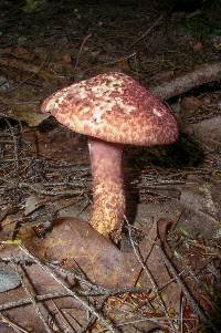 Suillus pictus image