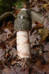 Phallus ravenelii image