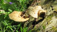 Polyporus squamosus image