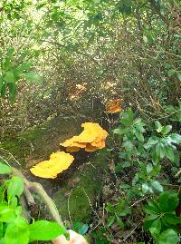 Laetiporus sulphureus image