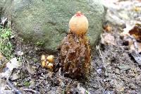 Calostoma cinnabarinum image