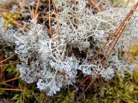 Cladonia rangiferina image