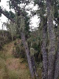 Ramalina menziesii image