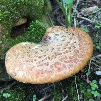 Polyporus squamosus image