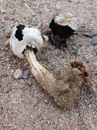 Agaricus texensis image