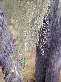 Ramalina menziesii image
