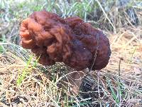 Gyromitra esculenta image