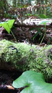 Xylaria hypoxylon image