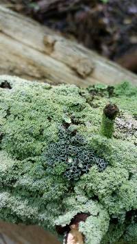 Physcia millegrana image