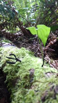 Xylaria hypoxylon image