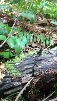 Xylaria hypoxylon image