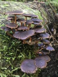 Hypholoma brunneum image