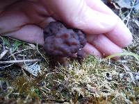 Gyromitra esculenta image