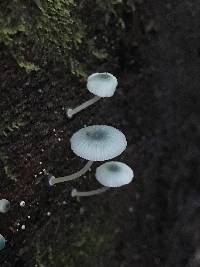 Mycena interrupta image