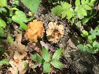 Polyporus craterellus image