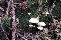 Lichenomphalia umbellifera image