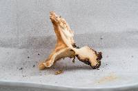 Polyporus craterellus image