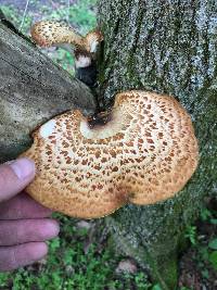 Polyporus squamosus image