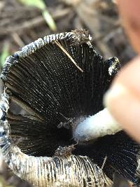 Coprinellus flocculosus image