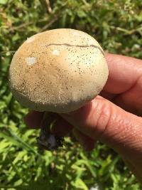 Agrocybe putaminum image