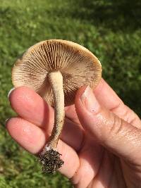 Agrocybe putaminum image