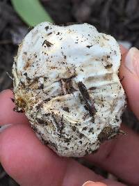 Clathrus ruber image