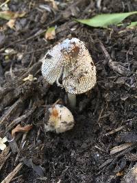 Coprinellus flocculosus image