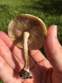 Agrocybe putaminum image