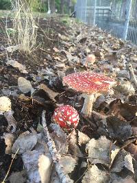 Amanita muscaria image