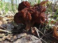 Gyromitra esculenta image