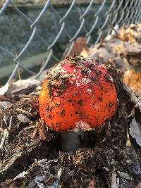 Amanita muscaria image