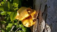 Gymnopilus junonius image