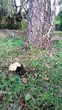 Leccinum scabrum image