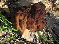 Gyromitra esculenta image