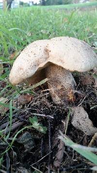 Leccinum scabrum image