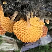 Favolaschia calocera image