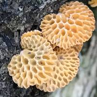 Favolaschia calocera image