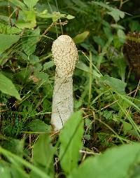 Phallus impudicus var. impudicus image