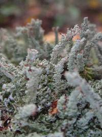 Cladonia squamosa image