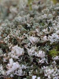 Cladonia squamosa image