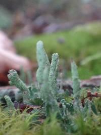 Cladonia coniocraea image